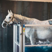 AQUATRAINER & SPA & PLAQUE VIBRANTE