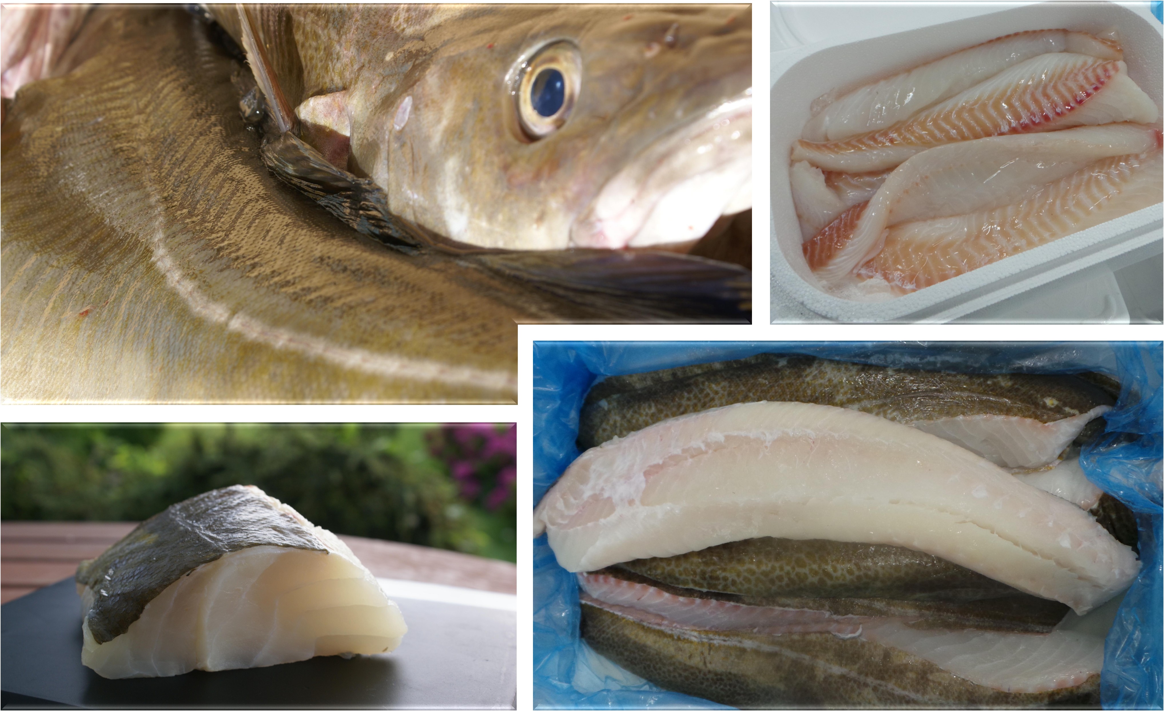 L'excellence de la mer, d'Islande à votre table