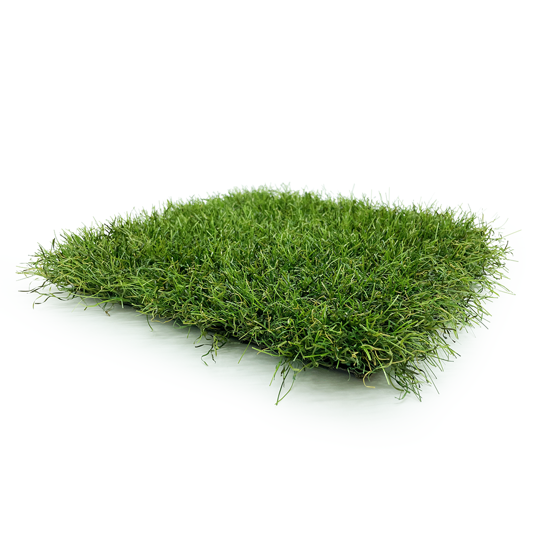 Longo