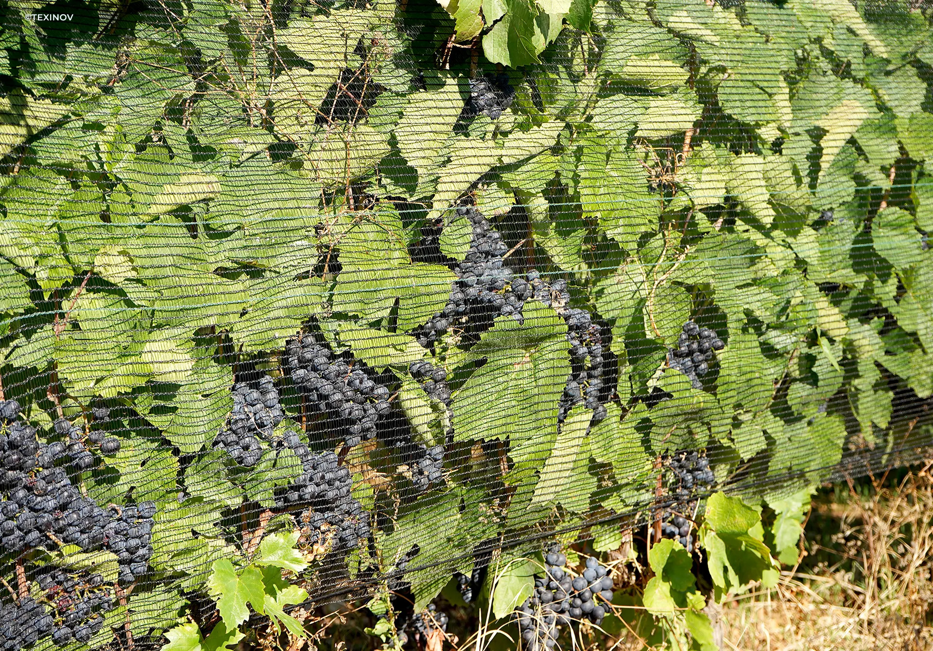 VINOPROTEX® solution de protection climatique des vignes