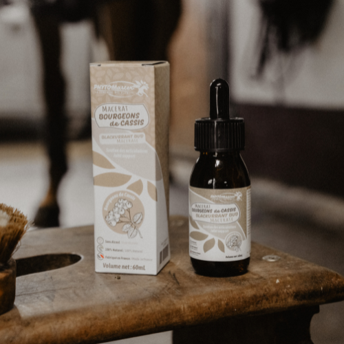 MACÉRÂT DE BOURGEONS DE CASSIS - Soutien des articulations