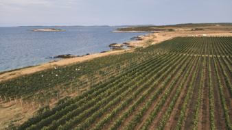 Meta-image - Croatie - zoom sur le vignoble de l’Istrie.jpg