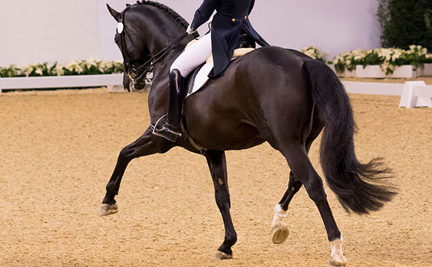 CDI4-Dressage.jpg
