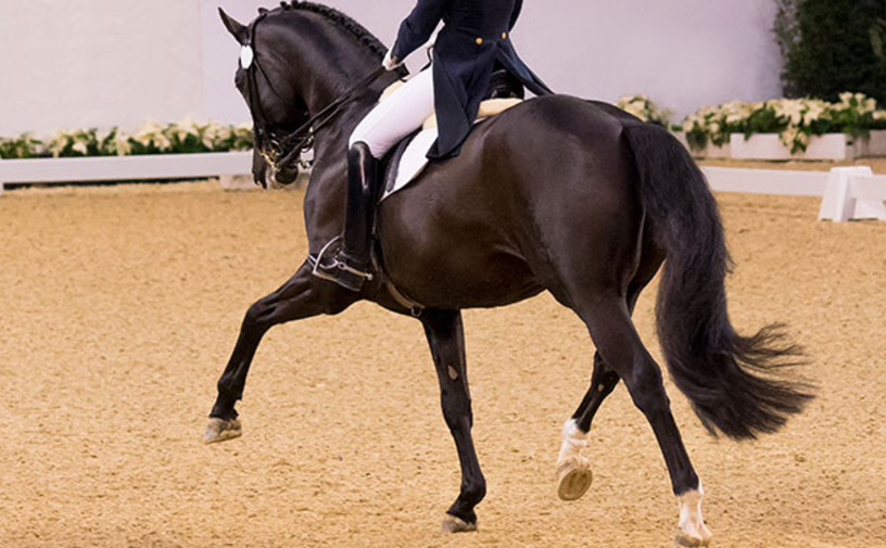 CDI4-Dressage.jpg