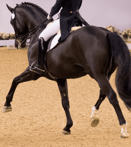 CDI4-Dressage-(2).png