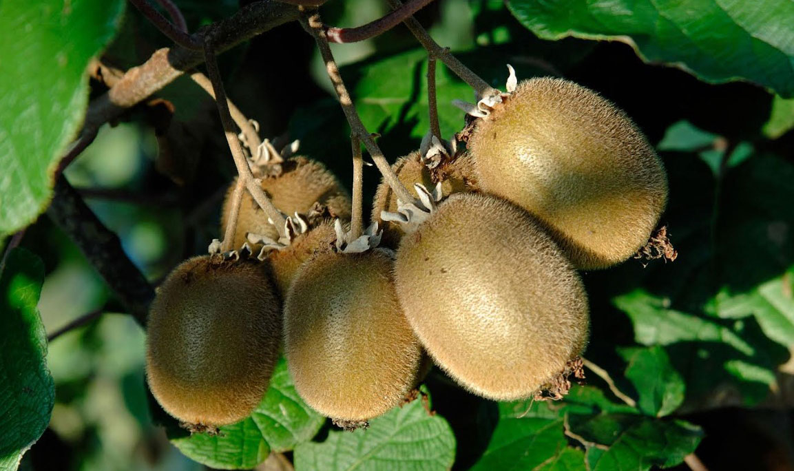 Puygueraud_--N.-Thienpont.jpg