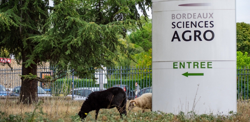 Meta-image - developpez-votre-carriere-avec-bordeaux-sciences-agro.jpg