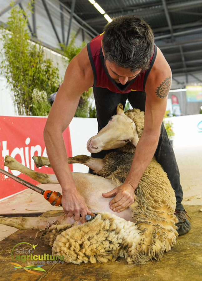 Journee_OVINE_Demonstration_de_tonte_DSC2393_2025_BD_Copyright.jpg
